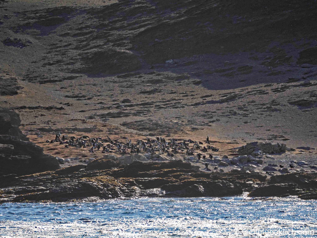 Weltreise 2021 Namibia Halifax Island Sperrgebiet Pinguin Kolonie