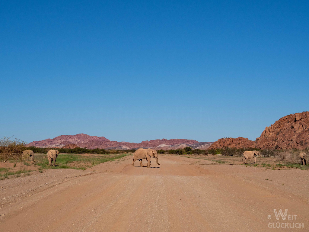 Weltreise 2021 Namibia Route Wuestenelefanten