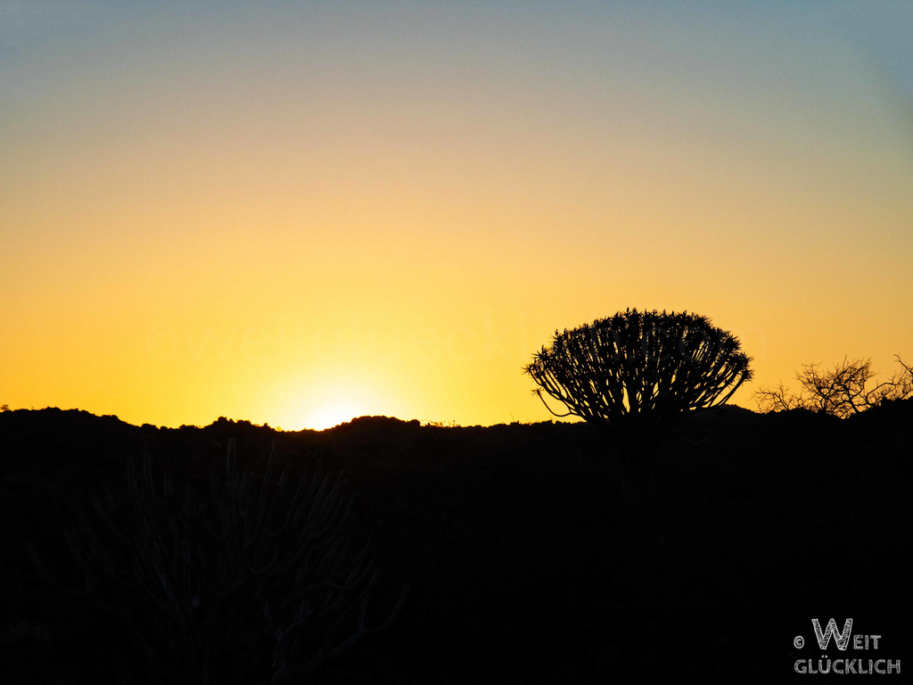 Weltreise 2021 Namibia Quiver Tree Forest Sunset