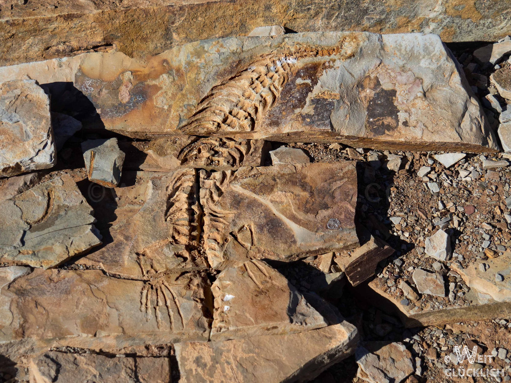 Weltreise 2021 Namibia Mesosaurus Fossilien Wirbelsaeule