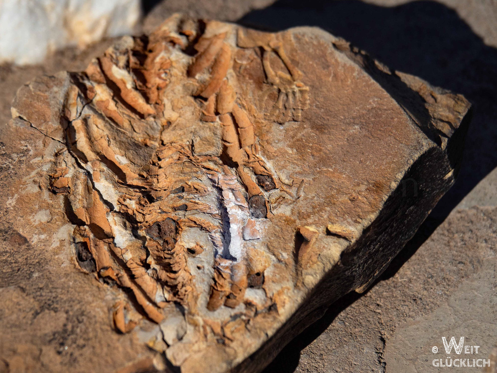 Weltreise 2021 Namibia Mesosaurus Fossil Hand