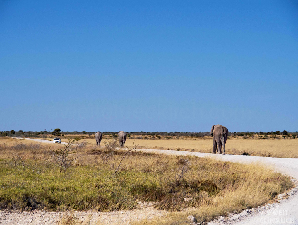 Weltreise 2021 Namibia Etosha Nationalpark Elefanten