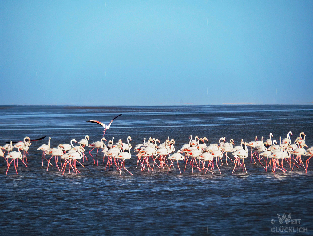 Weltreise 2021 Namibia Walvis Bay Ausfluege Flamingos