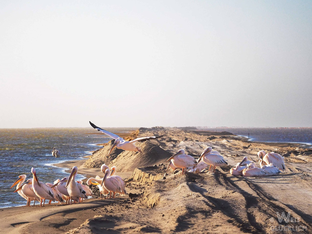 Weltreise 2021 Namibia Sandbank Lagune Pelikane