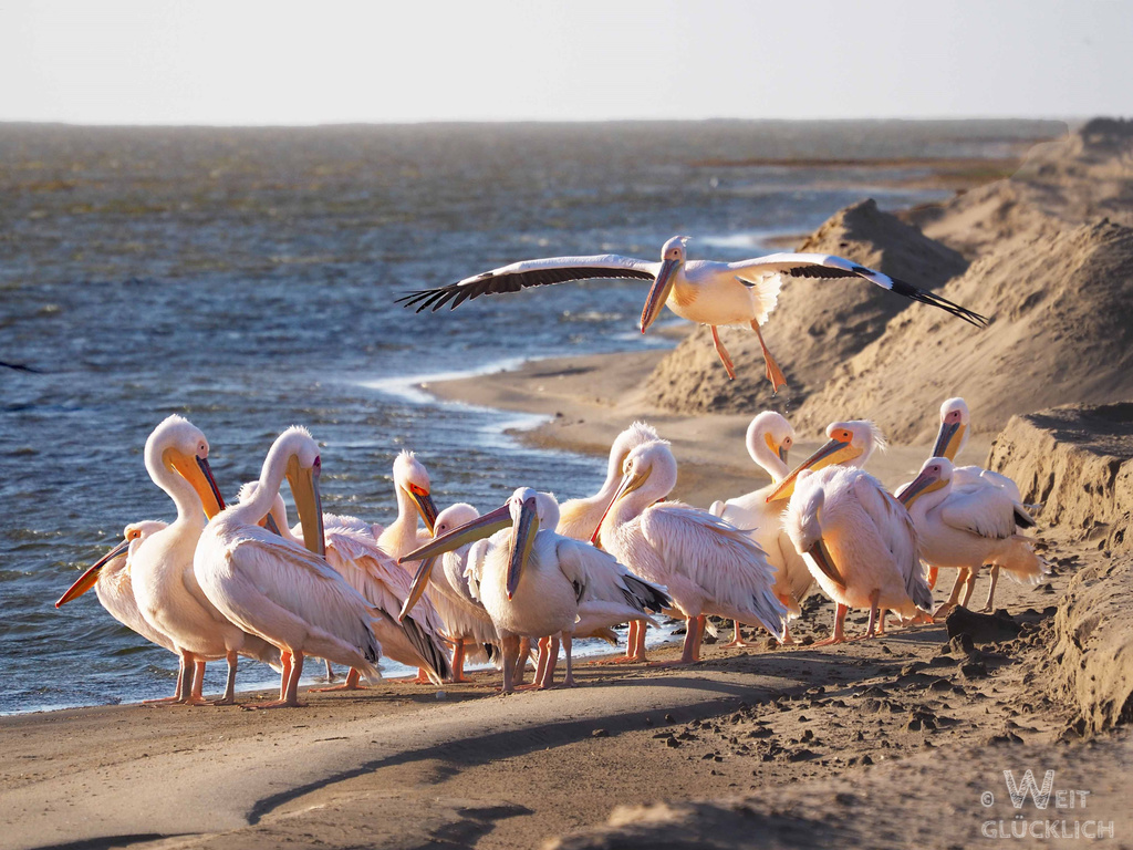 Weltreise 2021 Namibia Sandbank Lagune Rosapelikane