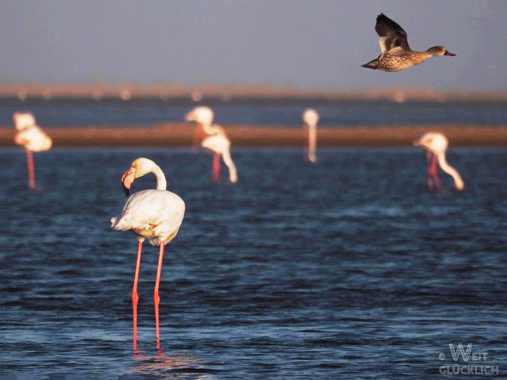 Weltreise 2021 Namibia Flamingo Lagune