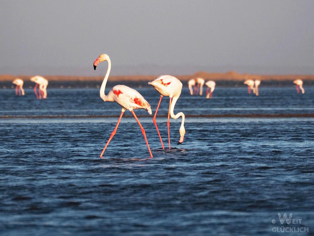 Weltreise 2021 Namibia Flamingo Lagune