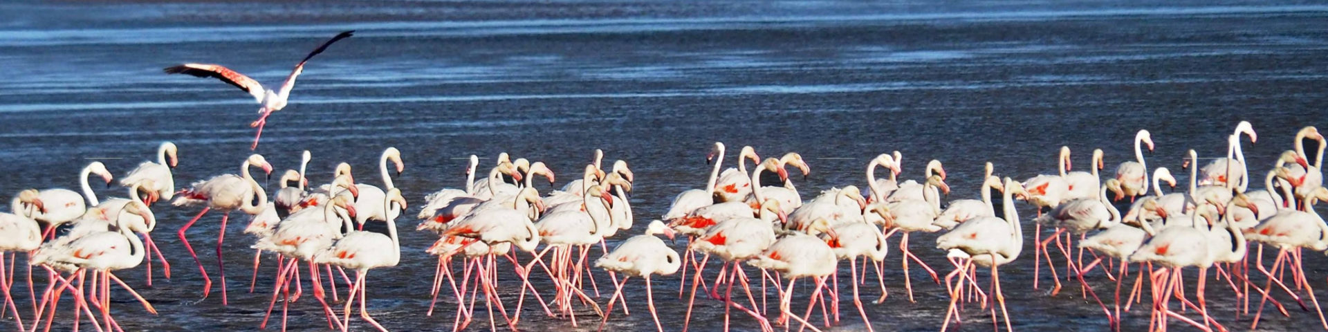 Weltreise 2021 Namibia Walvis Bay Flamingos