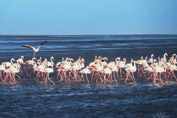 Weltreise 2021 Namibia Walvis Bay Flamingos
