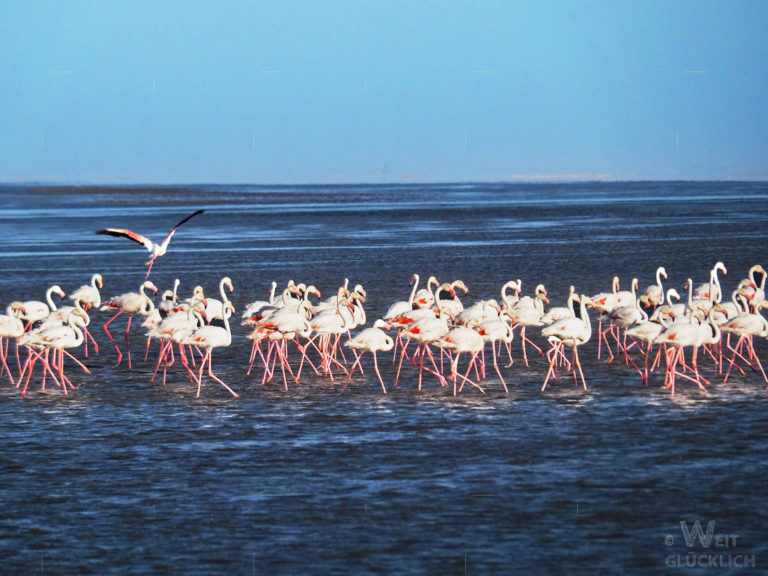 Weltreise 2021 Namibia Walvis Bay Flamingos