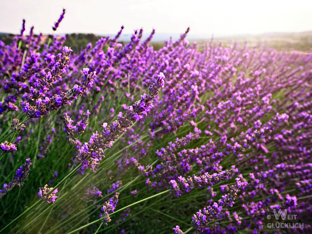 Weltreise Frankreich top Fotos 2022 Lavendel Provence
