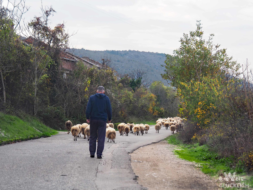 Weltreise 2021 Bosnien und Herzegowina Schafe