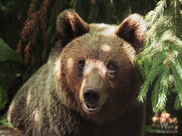 Weltreise Foto des Monats Braunbaer