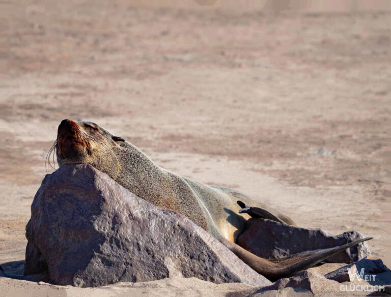 Namibia Cape Cross
