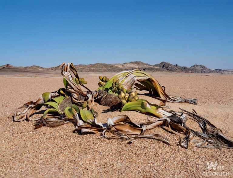Swakopmund – Welwitschia Drive und Moonscape