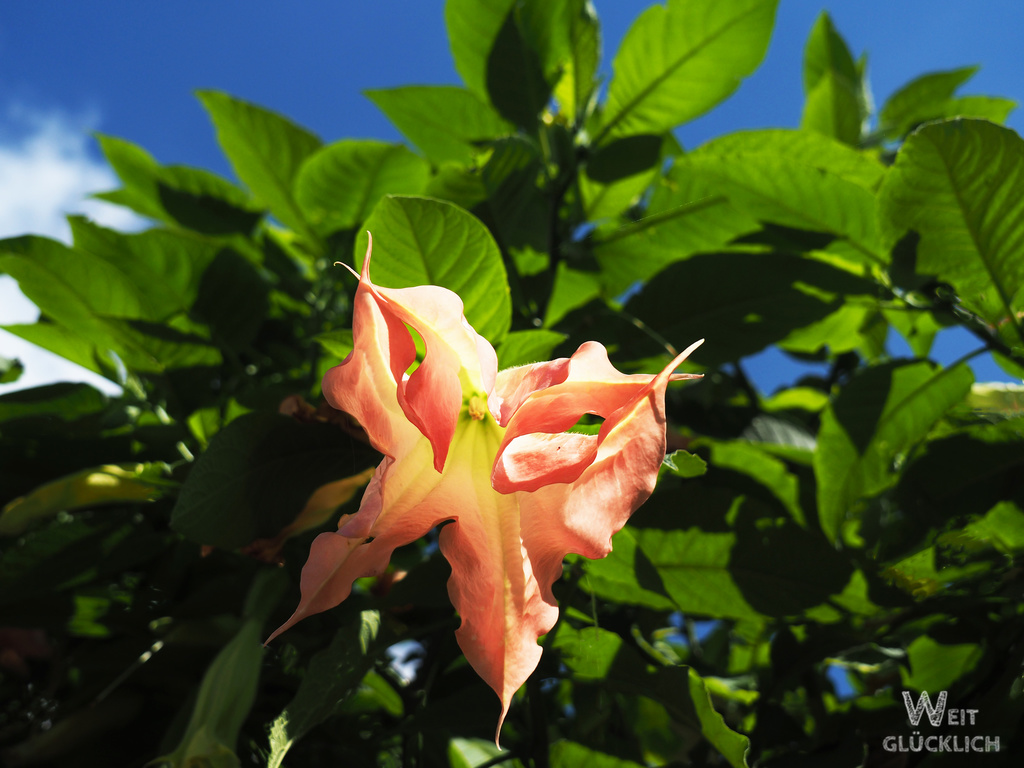 Tschechien Dorf Blume