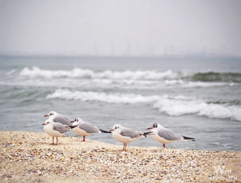 Foto des Monats Dezember 2025 – Weihnachten am Strand