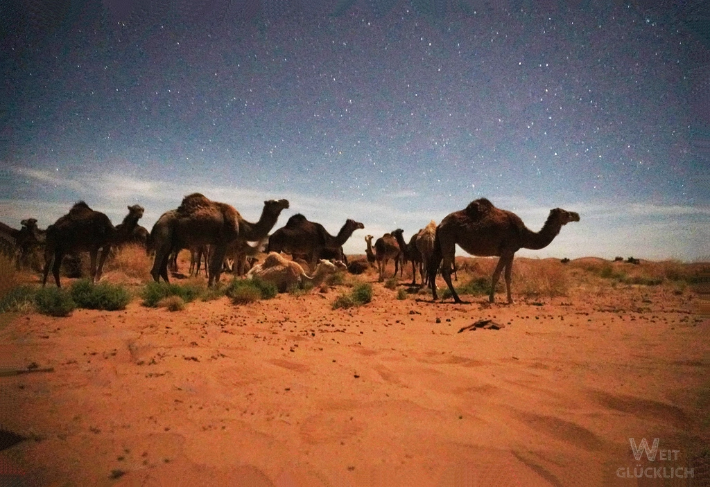 6 Jahre Weltreise Erfahrungen Sahara Kamele